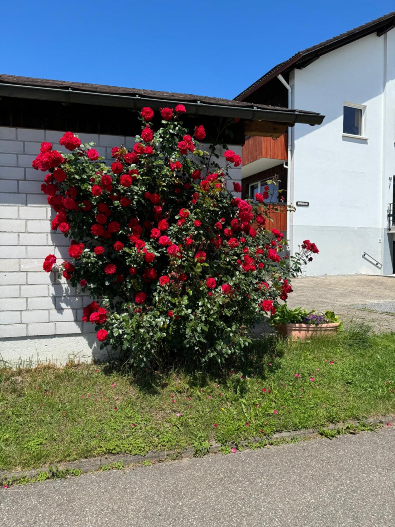Haus Waldeck Daire Ühlingen-Birkendorf Dış mekan fotoğraf